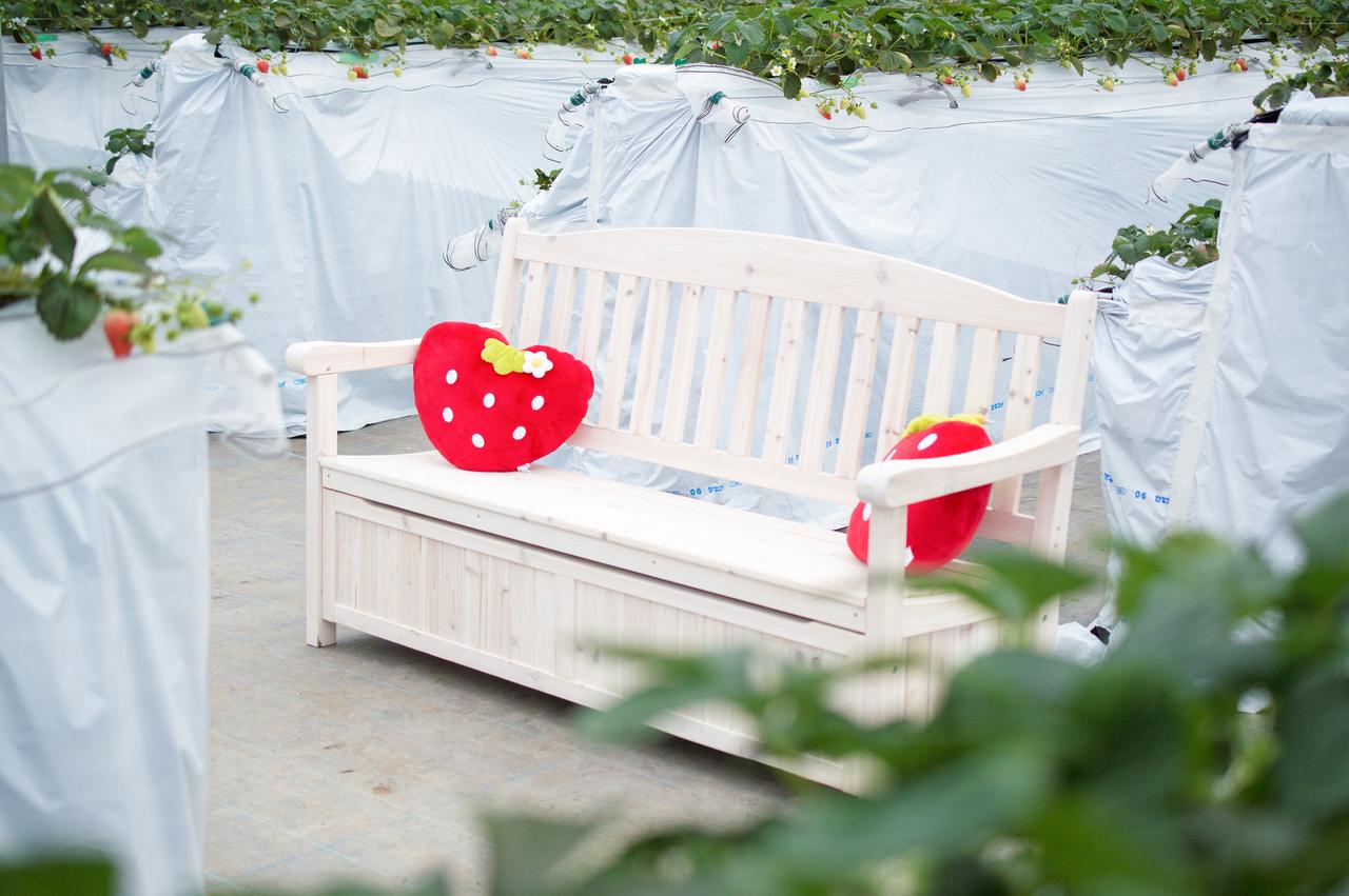 画像6: いちご狩りをしながらインスタ映え！「宮島るりかの可愛いいちご農園」