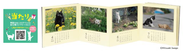 画像3: 「季節のねこクリアファイル」が貰える♪動物写真家の岩合光昭コラボグッズキャンペーンを開催!