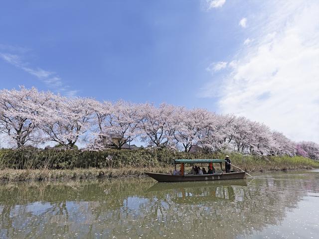 画像1: 界 加賀(石川県・山代温泉) 「大聖寺川貸切り流し舟」で花見開催