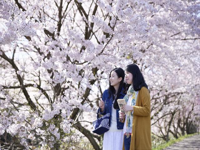 画像2: 界 加賀(石川県・山代温泉) 「大聖寺川貸切り流し舟」で花見開催