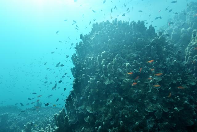 画像7: 【星のや竹富島】珊瑚礁が隆起してできた島で海の恵みに癒される 「珊瑚美ら(ちゅら)滞在」