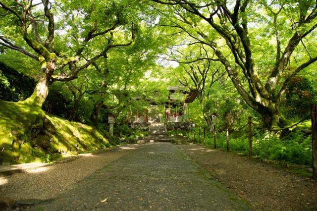 画像: 常寂光寺
