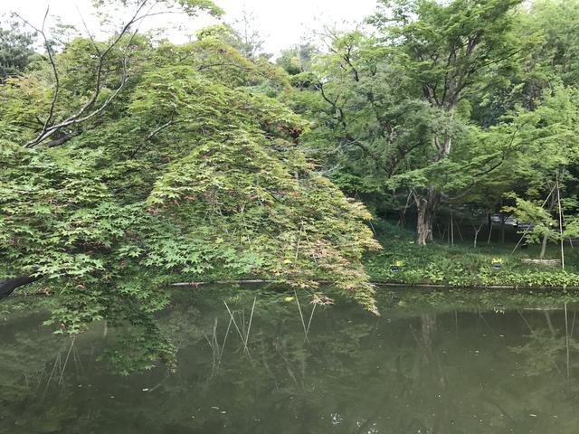 画像1: 秋だけでなく初夏もオススメな「高台寺」