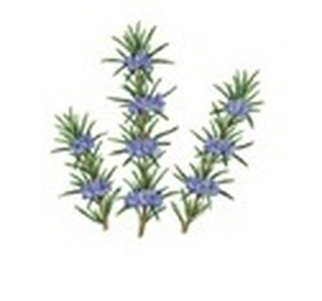 画像4: 金木犀が香る新シリーズ『Flora Notis JILL STUART』から“スウィートオスマンサス”が登場!