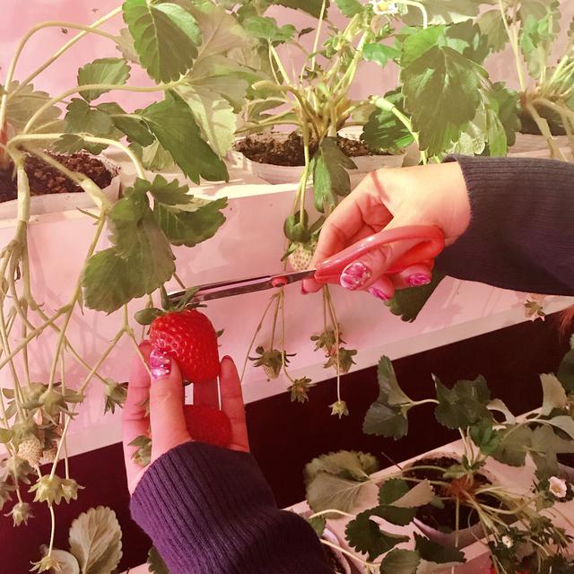 画像3: 【試食レポ】佐賀県の新しいブランドいちご「いちごさん」を食べながら都内を巡る「いちごさんバス」運行!