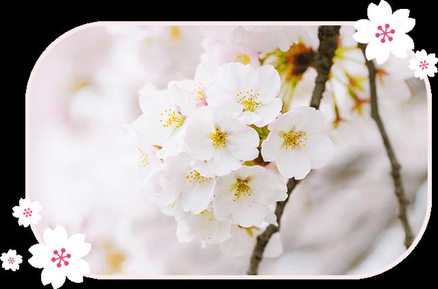 画像1: 肌に花咲く、「桜の花」エキス配合の春限定フェイスマスクが数量限定で発売!花々のパワーで、美しさを満開に。