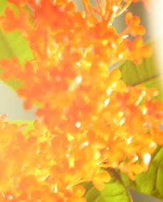 画像: ●スウィートオスマンサスの香り 香調:スウィートフローラル オスマンサスの柔らかな香りに、オレンジフラワーのふくよかな甘さを加え、親しみを感じるぬくもりを。 甘みと苦みのスパイス、軽やかなパウダリースウィートがアクセントになり、ノスタルジックな気持ちへと誘う。エンドノートは深い甘さを効かせ、せつなさも感じる癒しの香り。