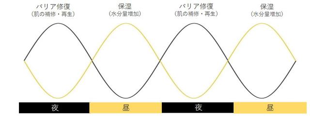 画像: 肌に存在する時計遺伝子