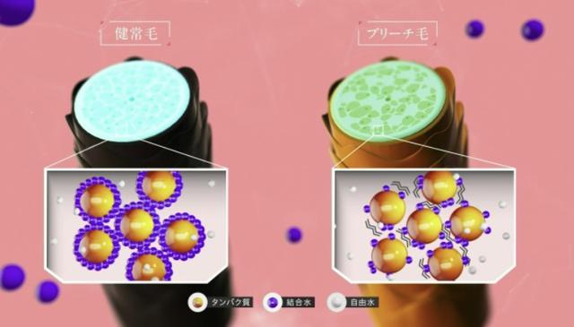 画像: ウェット時はやわらかくても、ドライ時の硬さやゴワつきが特徴のブリーチ毛。タンパク質周りの結合水(※2)がケアできていないという証拠!