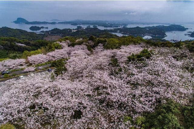 画像2: 日本の夕陽百選「高舞登山(たかぶとやま)」、桜の名所「千巌山(せんがんざん)」