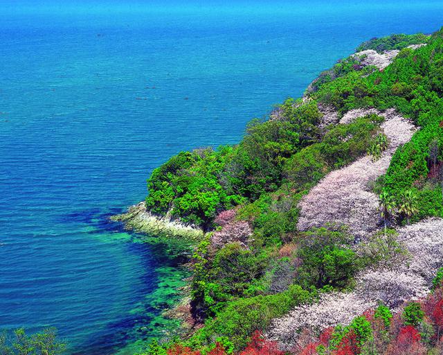 画像1: 春が旬!湯の児温泉周辺のおすすめ情報