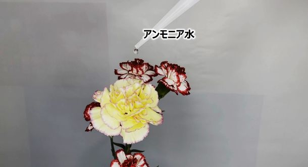画像1: [実験] 本当に花の香りはそのままに、悪臭だけ消せるのか！？