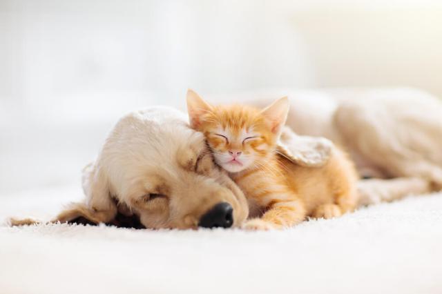 画像: 犬・猫の暑さ対策の前にチェックすべきこと