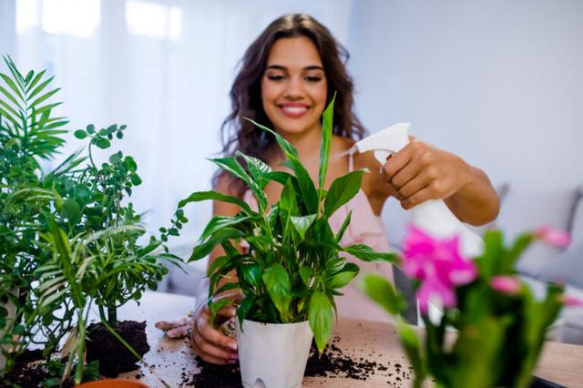 画像: 初心者でも育てやすい観葉植物5選