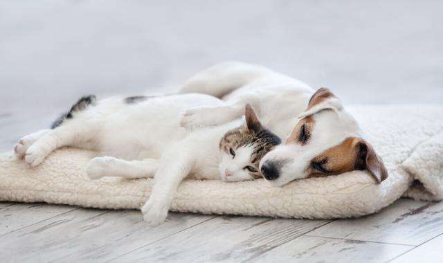 画像: チェック②犬・猫が熱中症になりやすい状況