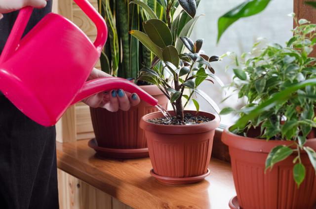 画像: 観葉植物の育て方のコツ