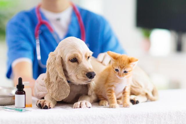 画像: チェック③犬・猫が熱中症になった場合の症状