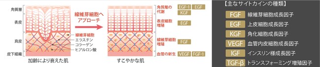 画像1: 植物由来のバイオセルロースシートにヒト幹細胞培養液と美容成分を凝縮した、「ヒューマステメル セヴン アフター フェイスマスク」が登場!