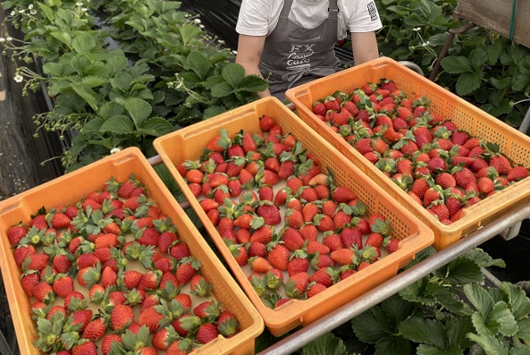 画像: 農家直送　新鮮な朝摘み苺をお好きなだけ楽しめます！