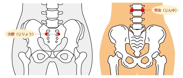 画像: 次りょうと腎兪