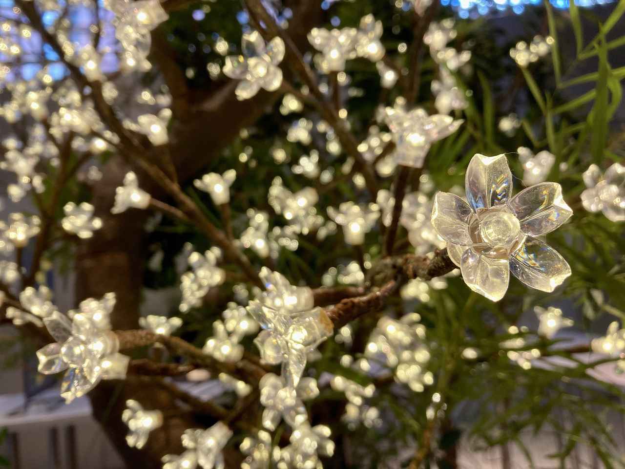 画像1: 一足早く、春を先取り