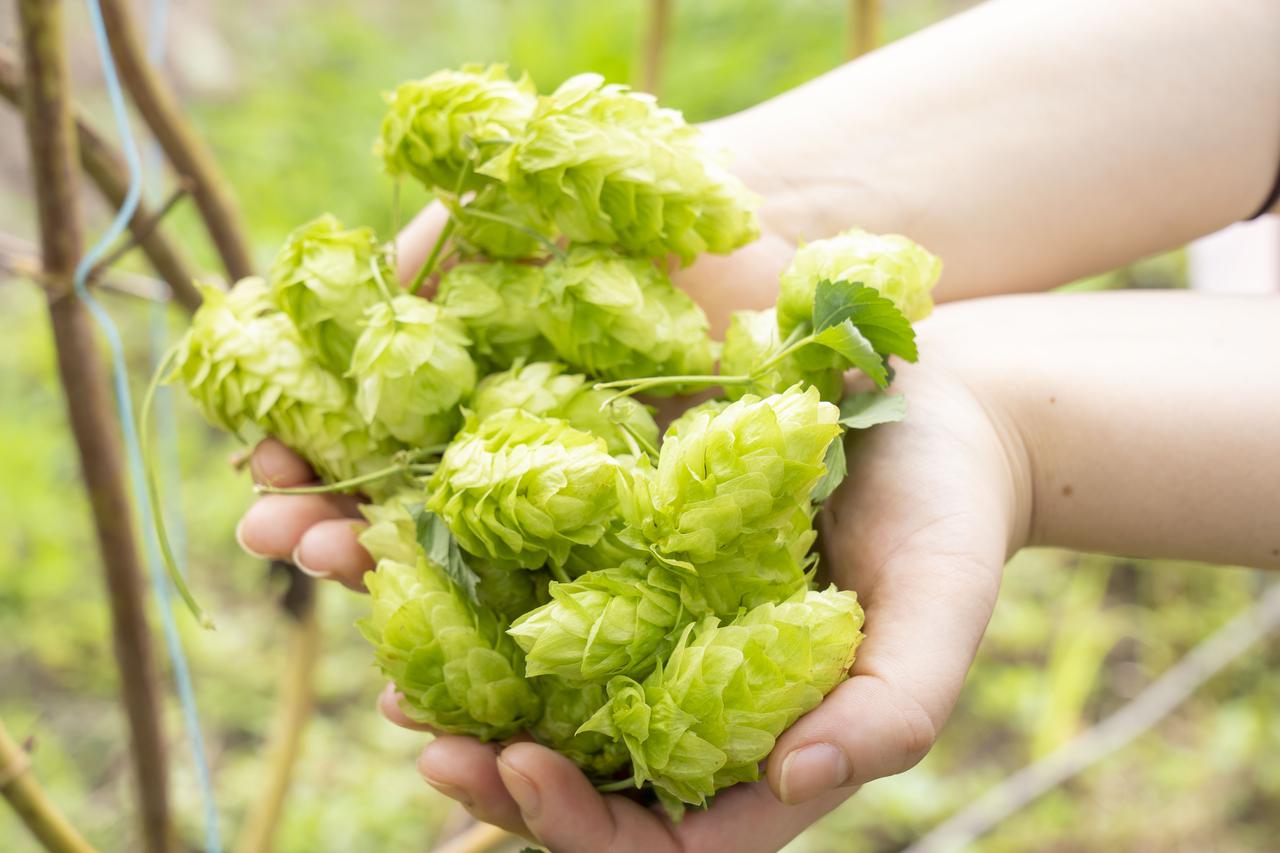 画像1: ポイントは、味のバランスと飲み飽きない味わい