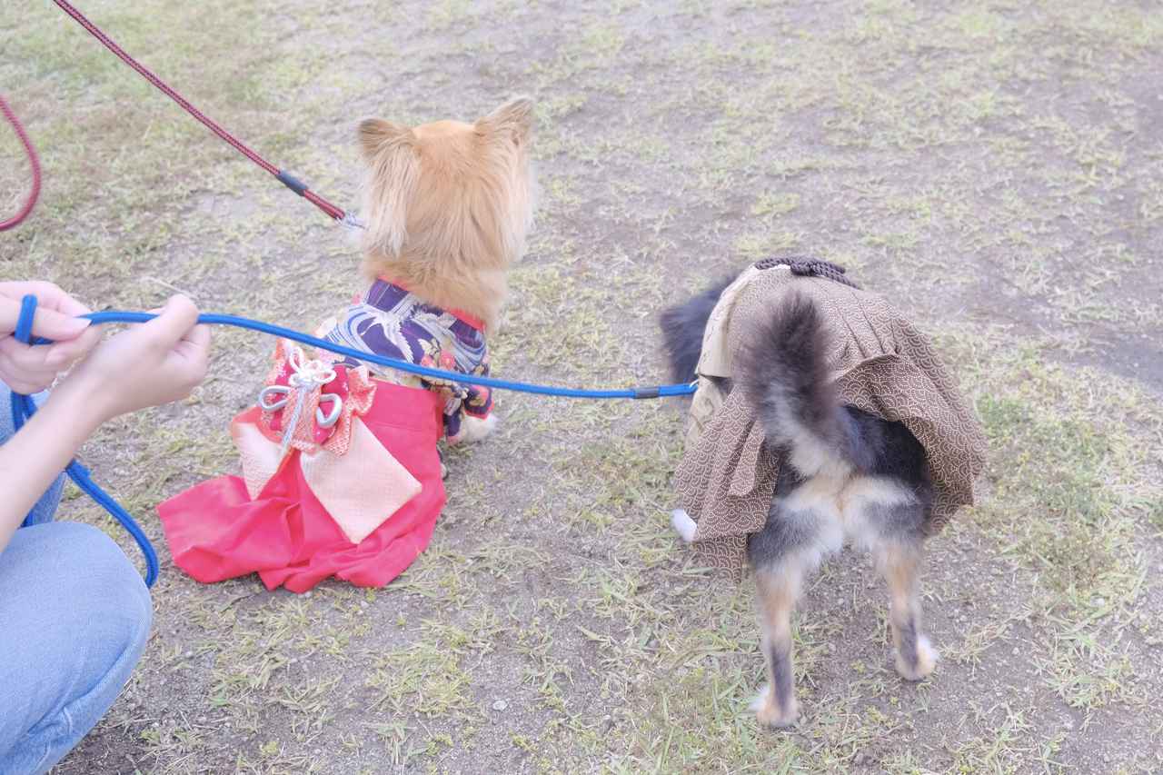 画像13: 【体験レポ②】飛行機もバスも宿泊もワンちゃんとずっと一緒♩「GO WITH わんこツアー」へ!