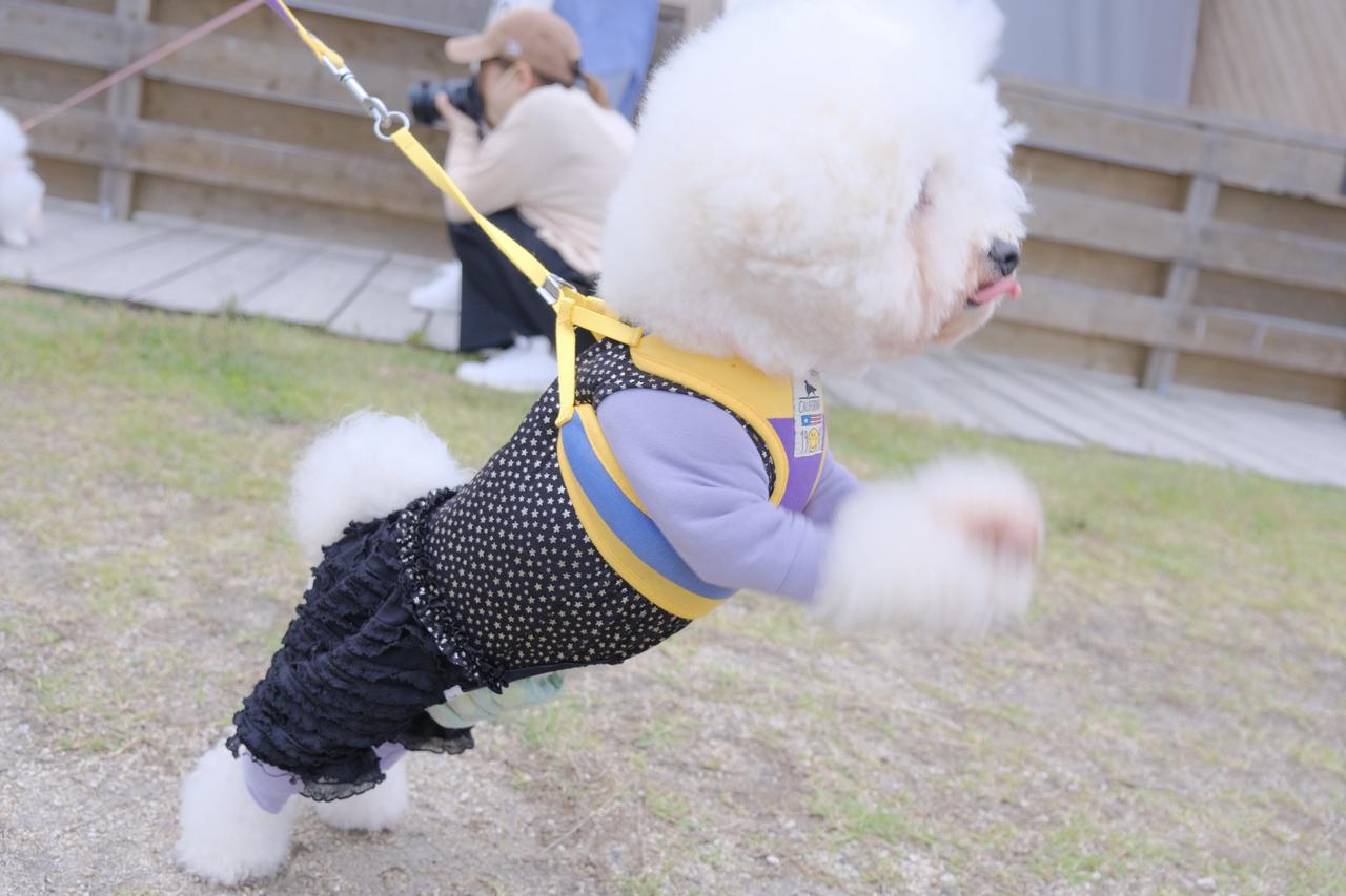 画像10: 【体験レポ②】飛行機もバスも宿泊もワンちゃんとずっと一緒♩「GO WITH わんこツアー」へ!