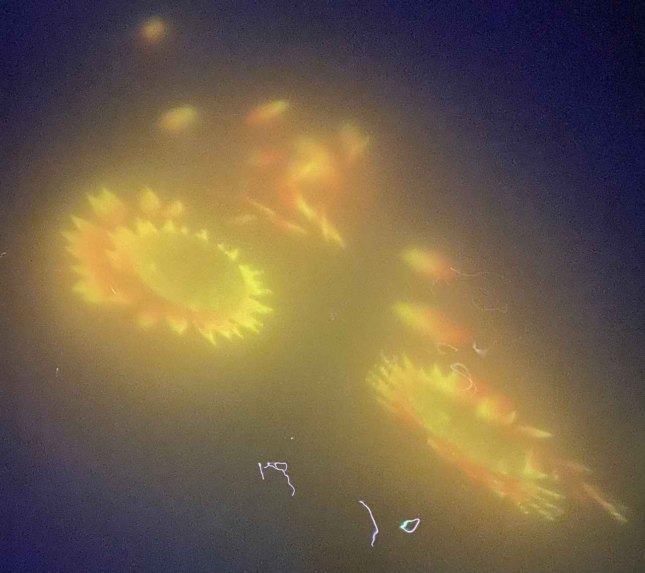 画像1: 「人と共に踊る鯉によって描かれる水面のドローイング - Infinity」