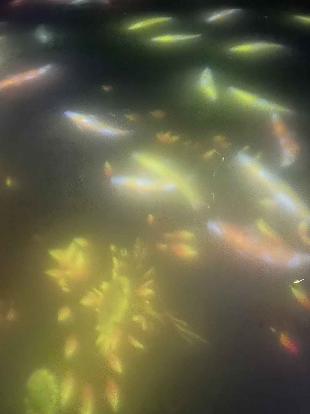 画像2: 「人と共に踊る鯉によって描かれる水面のドローイング - Infinity」