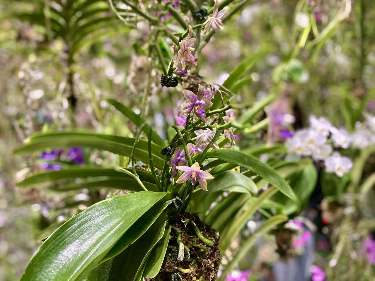 画像: teamLab Sunshine Star