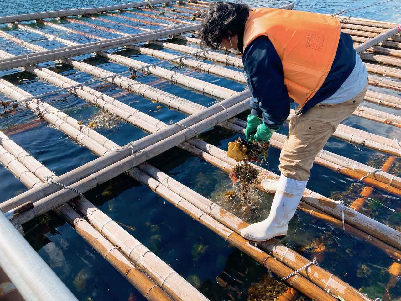 画像3: 宮島といえば、牡蠣！