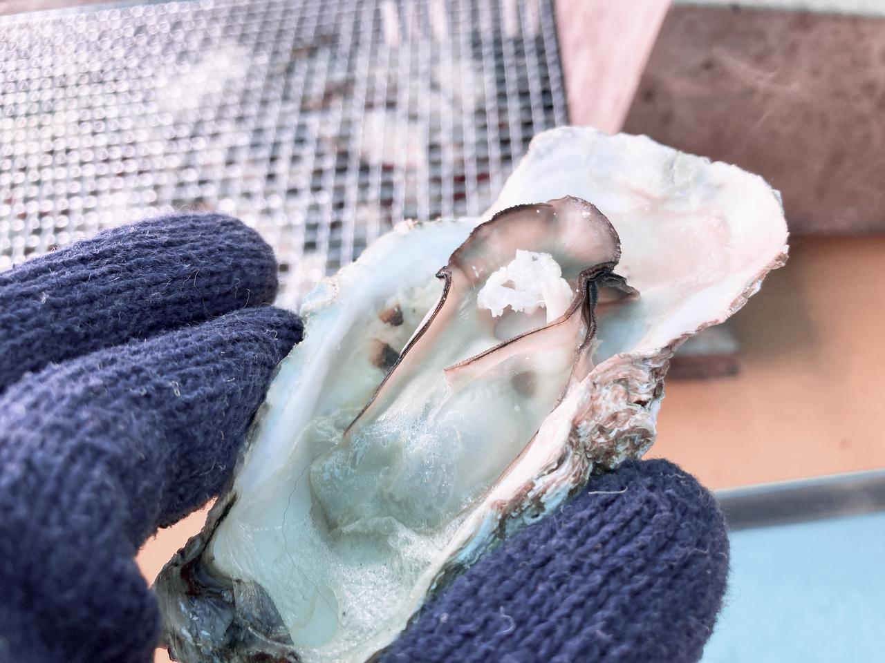 画像2: 宮島といえば、牡蠣！