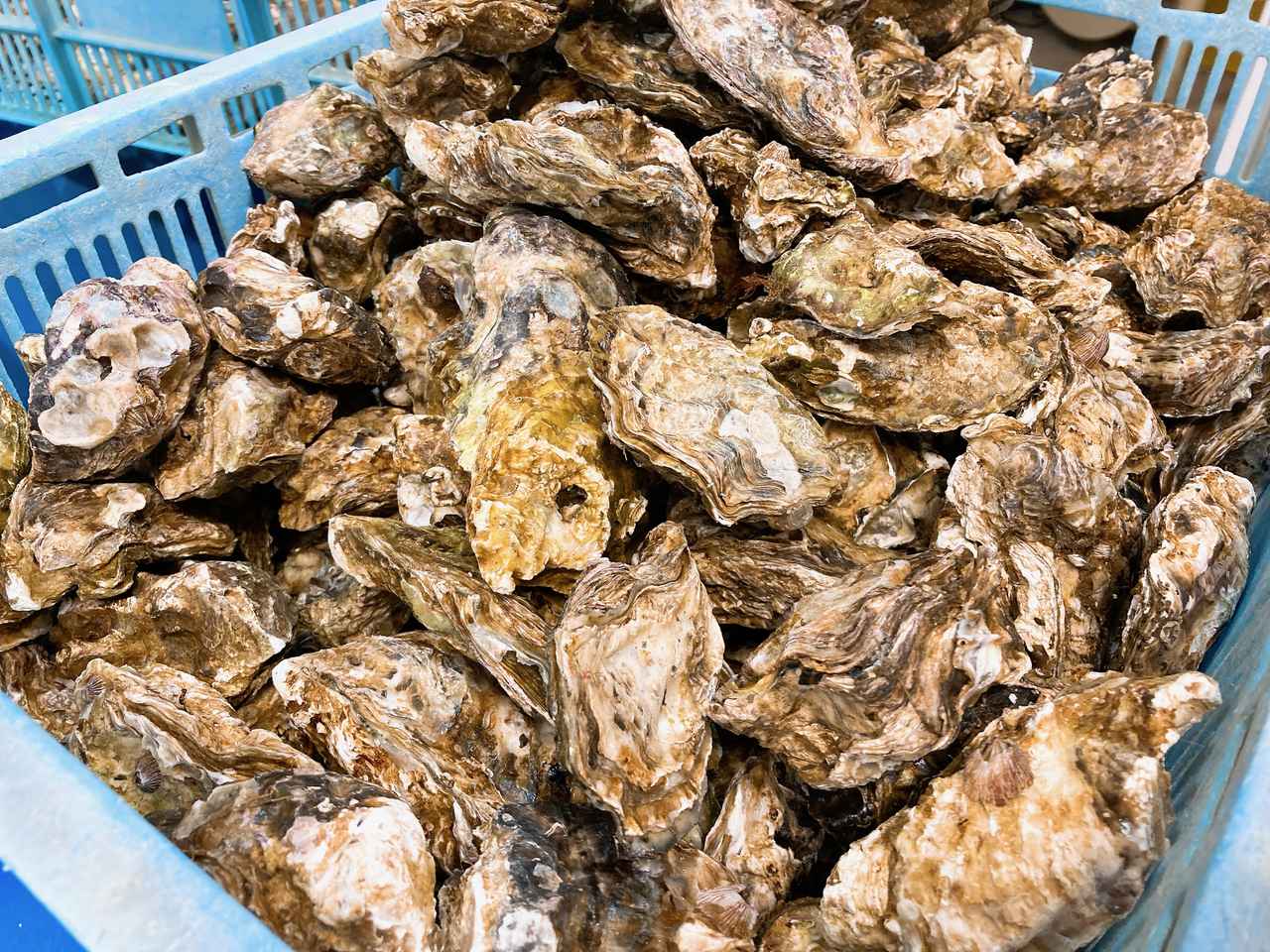 画像: 水揚げされた牡蠣が山盛り！