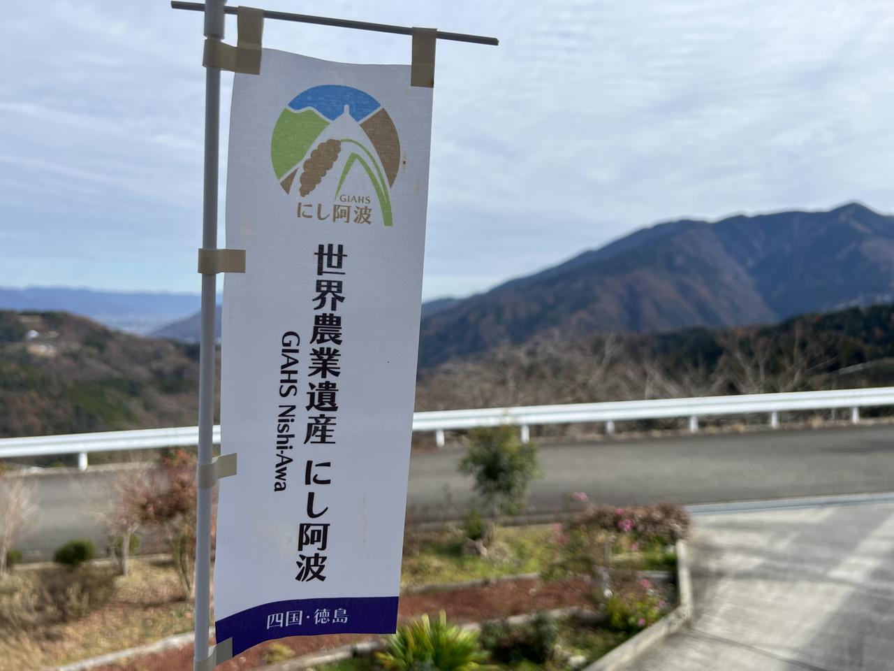 画像2: 世界農業遺産認定【にし阿波】 でゆず収穫体験