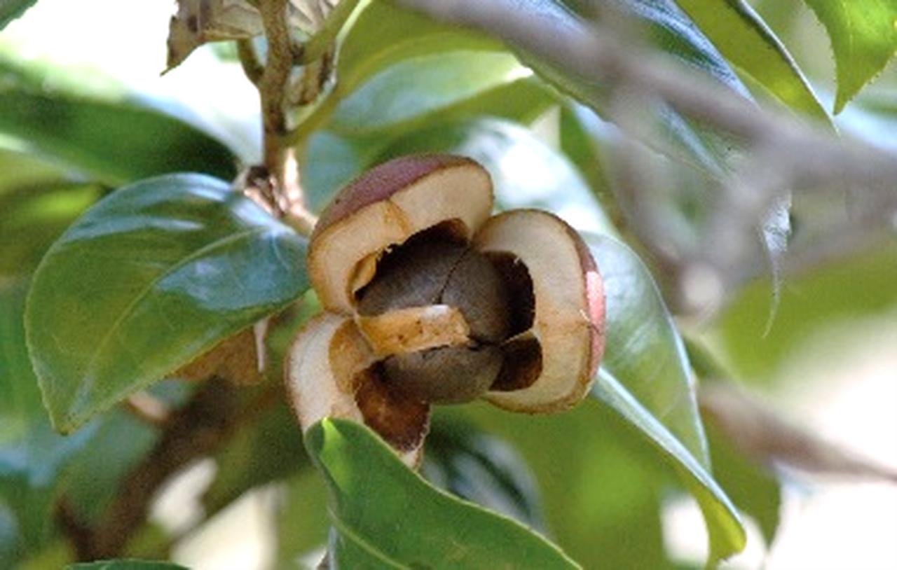 画像5: 【使用レポ】冬本番の乾燥対策！ナチュラルだけど効果絶大なおすすめスキンケア3選