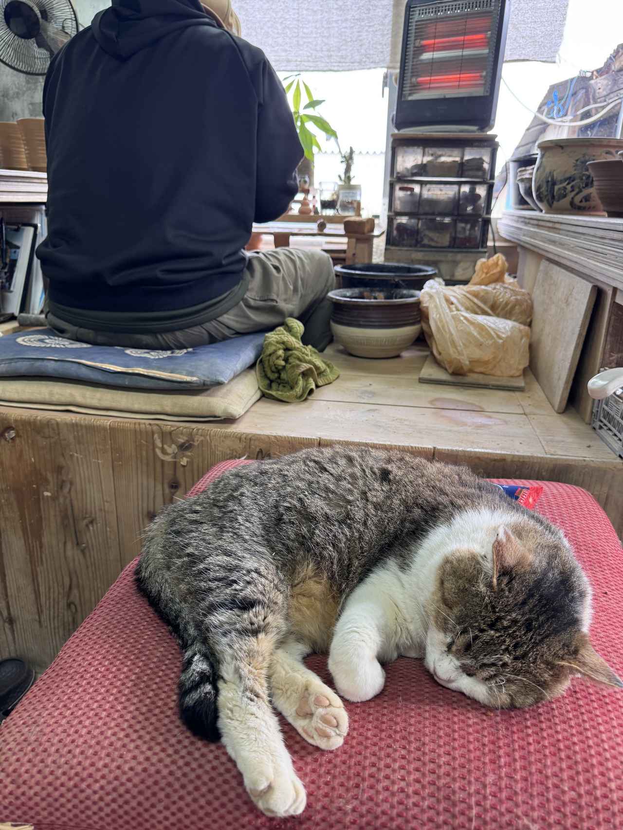 画像 : 9番目の画像 - 「沖縄の新たな魅力を体験♡地域と過ごす旅「エシカルトラベルオキナワ」《後編》」のアルバム - カワコレメディア