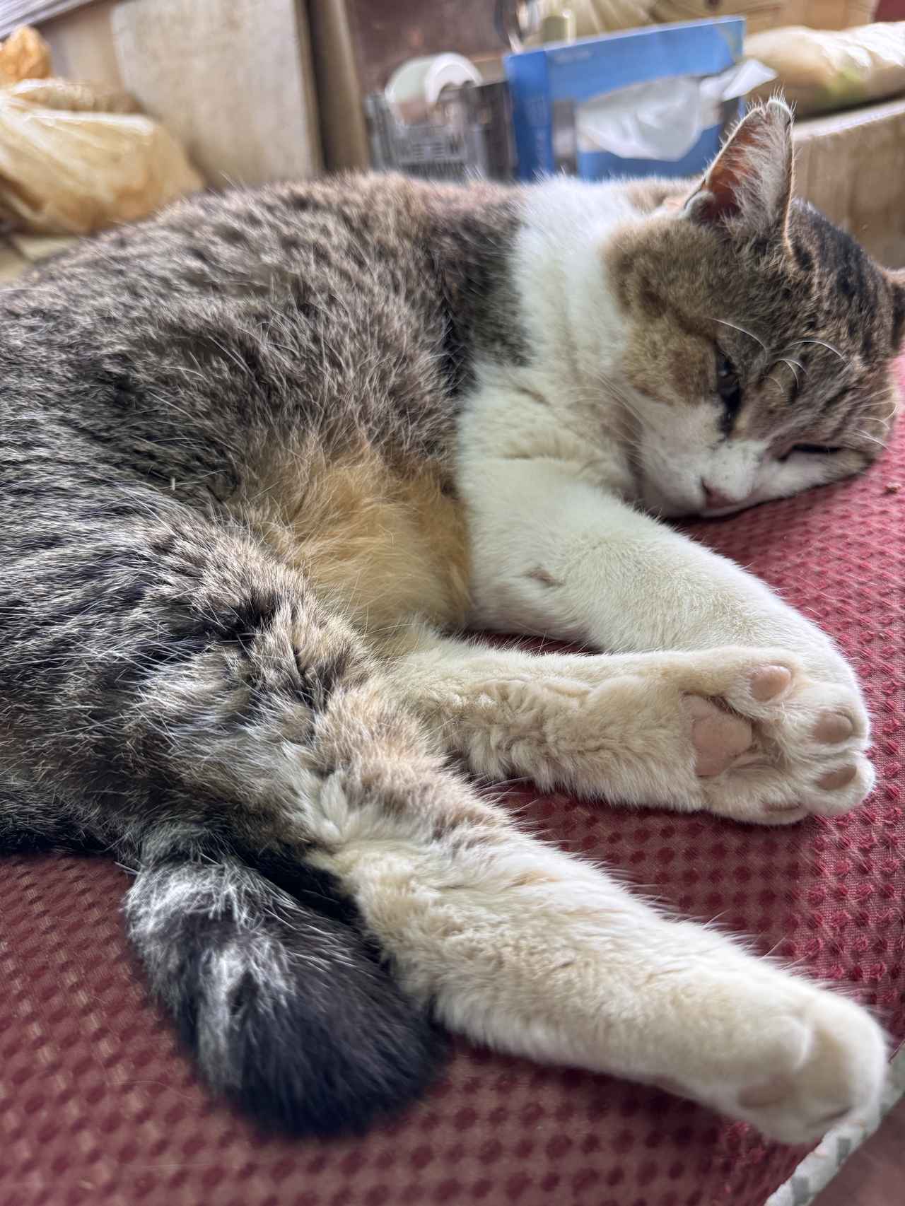 画像 : 11番目の画像 - 「沖縄の新たな魅力を体験♡地域と過ごす旅「エシカルトラベルオキナワ」《後編》」のアルバム - カワコレメディア