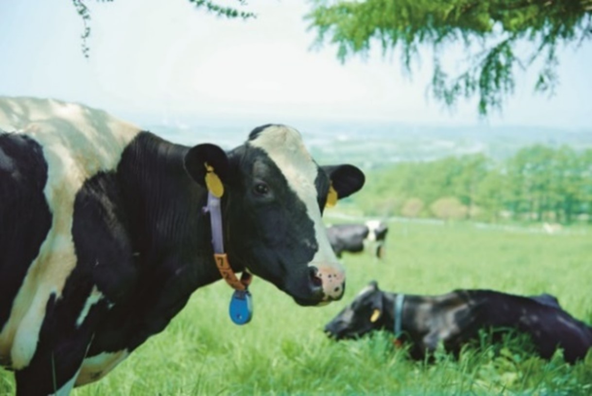 画像: 甘みがあって、ぬけがよい風味の「北海道ソフトクリーム」のこだわり