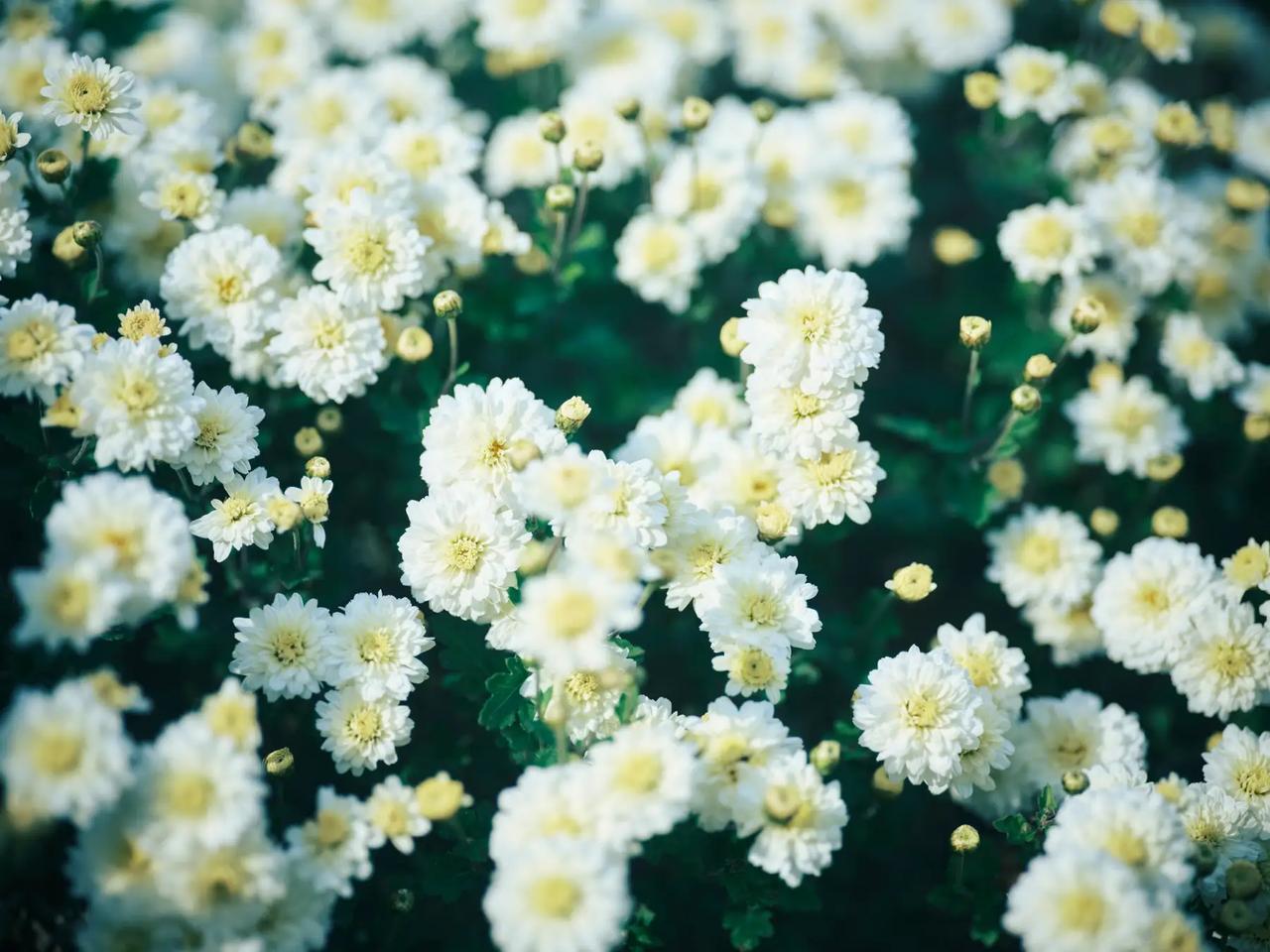 画像: 不知火菊（しらぬいぎく） ドモホルンリンクルの「悪玉タンパク質研究」の過程で見出された、不知火地方のみに伝わる「健康茶」としてひっそりと民間伝承されてきた幻の花。同地方でしか育つことができないという特異性とも相まって、出合った時には事実上の新種という希少な植物だけに、研究を重ねるたびに秘められた力が明らかになるという、民間伝承×最新サイエンスを象徴する原材料です。