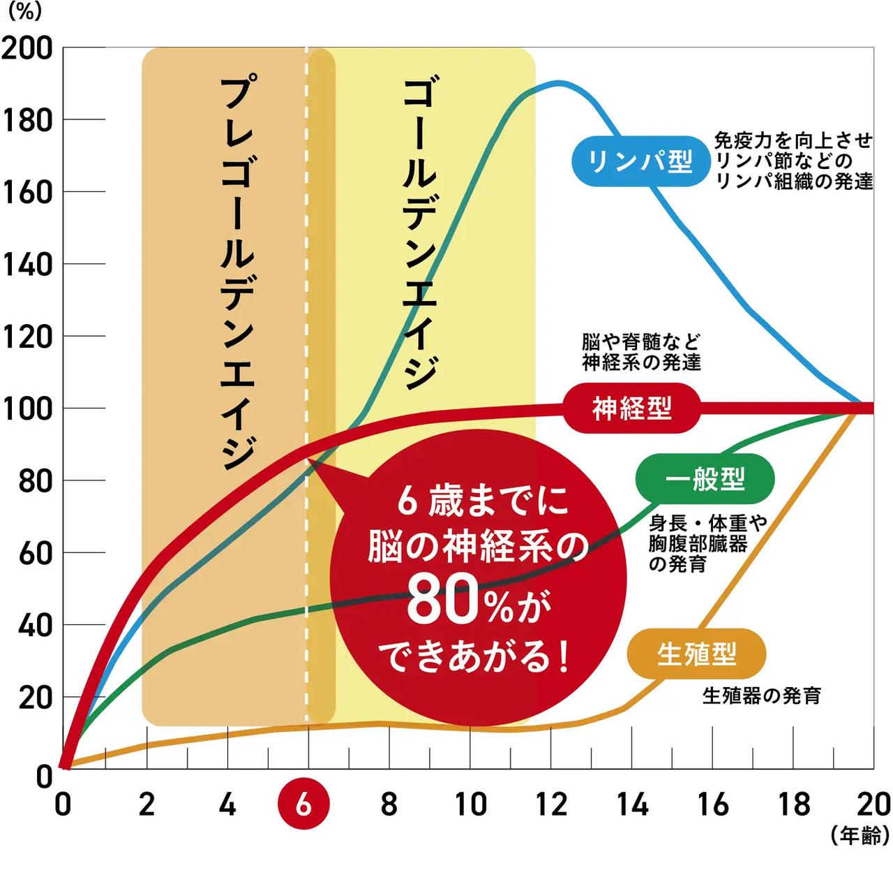 画像: スキャモンの発達･発育曲線(1928年)  脳や脊髄など神経系の発達が、6歳までに80％成長することを示す。