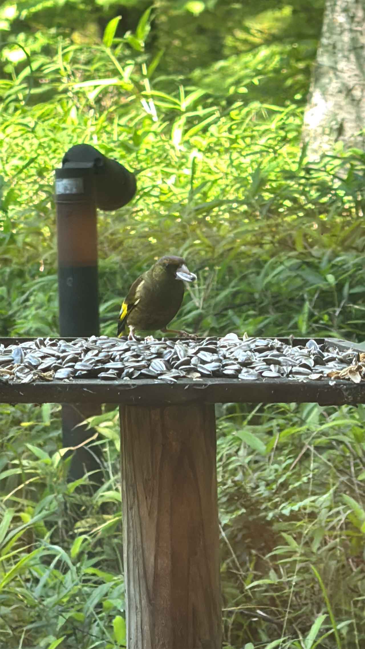 画像: たくさんの野鳥たちもお食事しています。