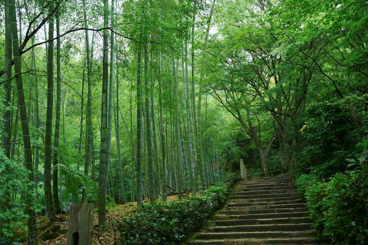 画像2: 青もみじと苔庭の眩い緑に癒される　嵐山エリアの常寂光寺