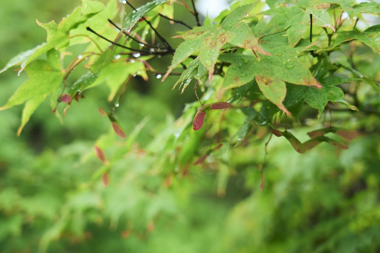 画像4: 青もみじと苔庭の眩い緑に癒される　嵐山エリアの常寂光寺