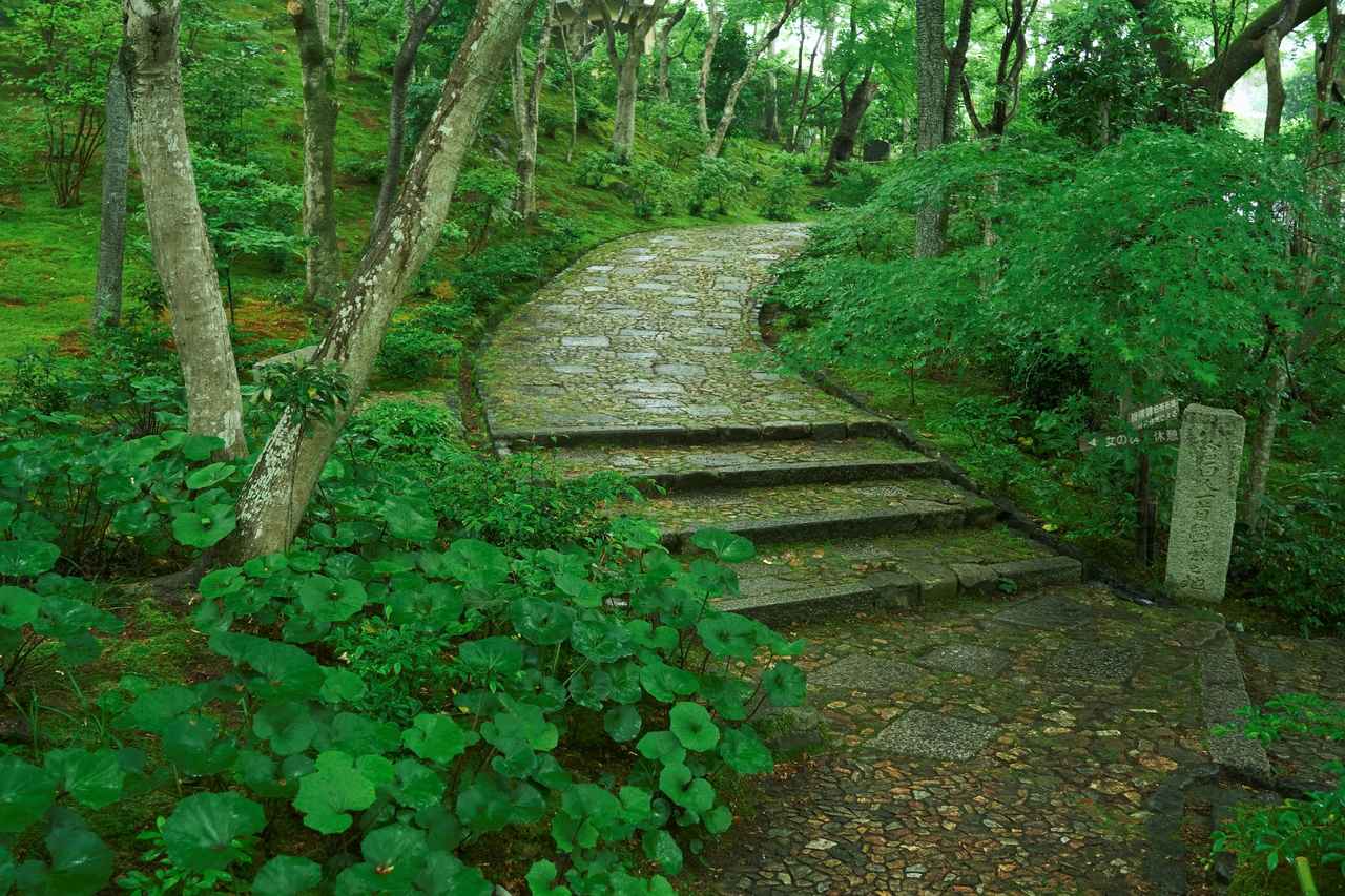 画像1: 青もみじと苔庭の眩い緑に癒される　嵐山エリアの常寂光寺