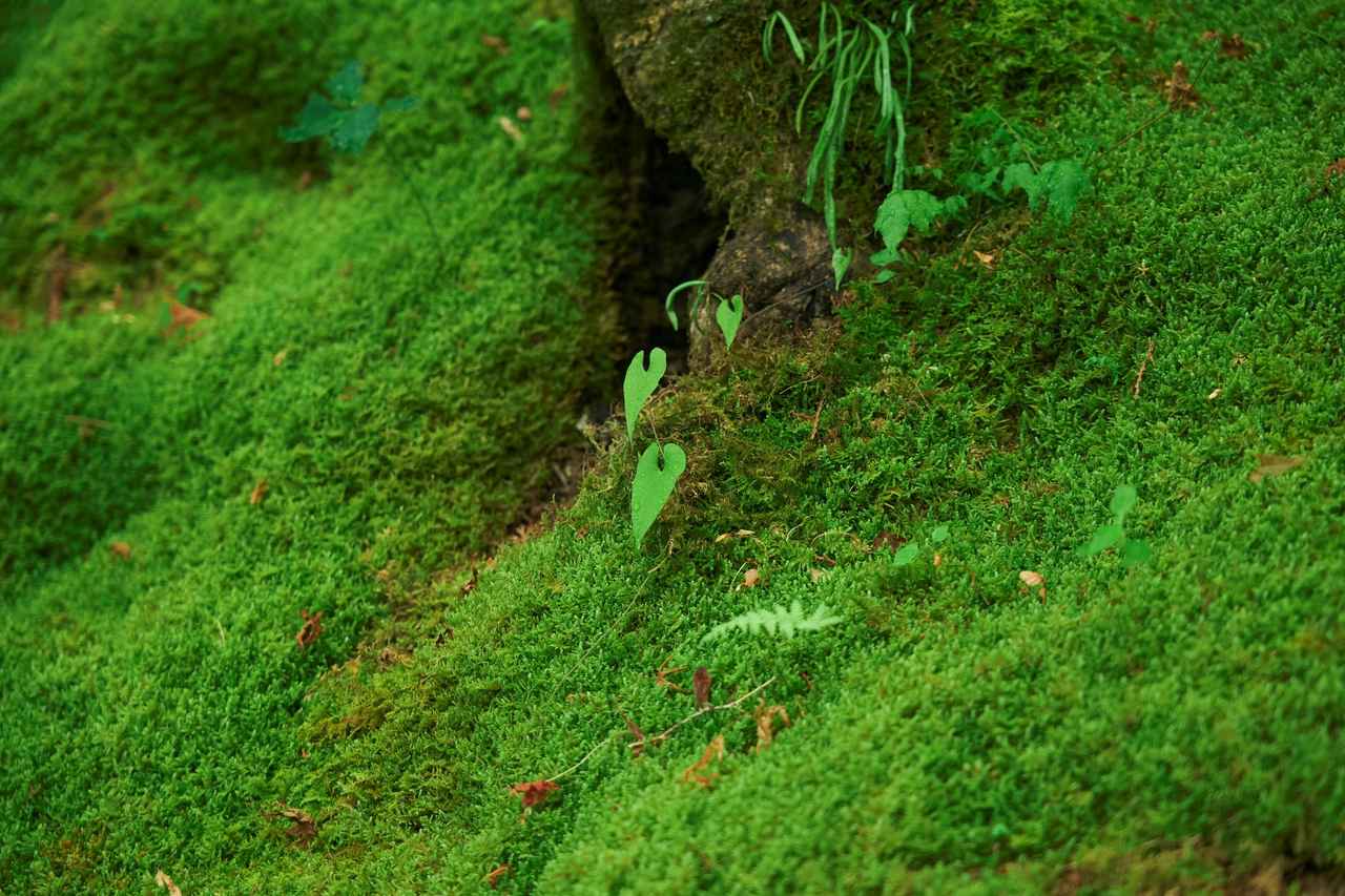 画像6: 青もみじと苔庭の眩い緑に癒される　嵐山エリアの常寂光寺