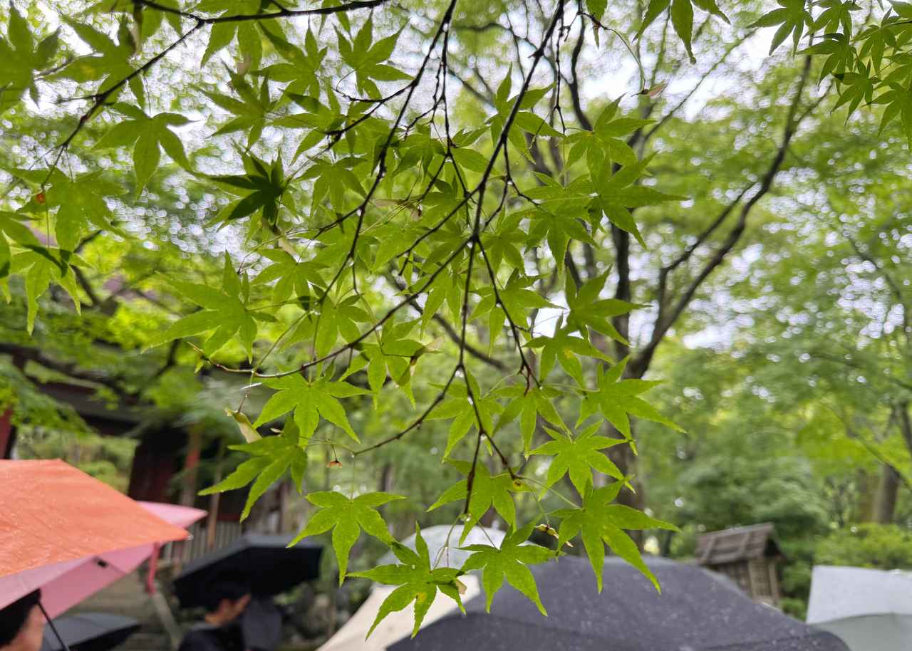 画像3: 初夏の天球院で過ごす、癒やしの時間