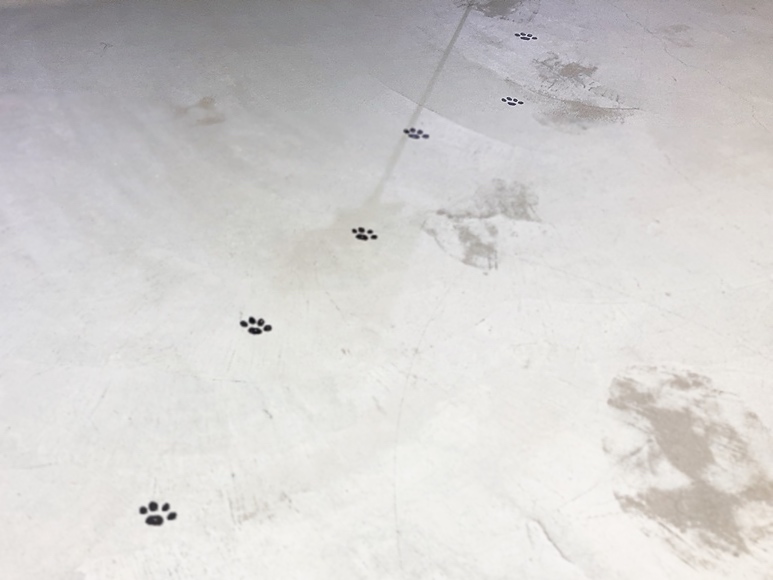 画像: 順路には足跡も