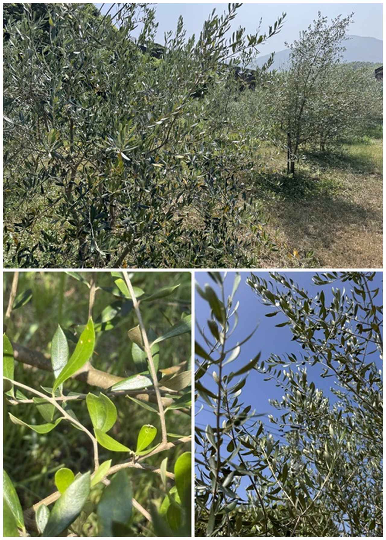 画像5: 五感で出会う、島の恵みと癒しの時間♡知る人ぞ知る“江田島”の魅力を体験【観光・グルメ編】