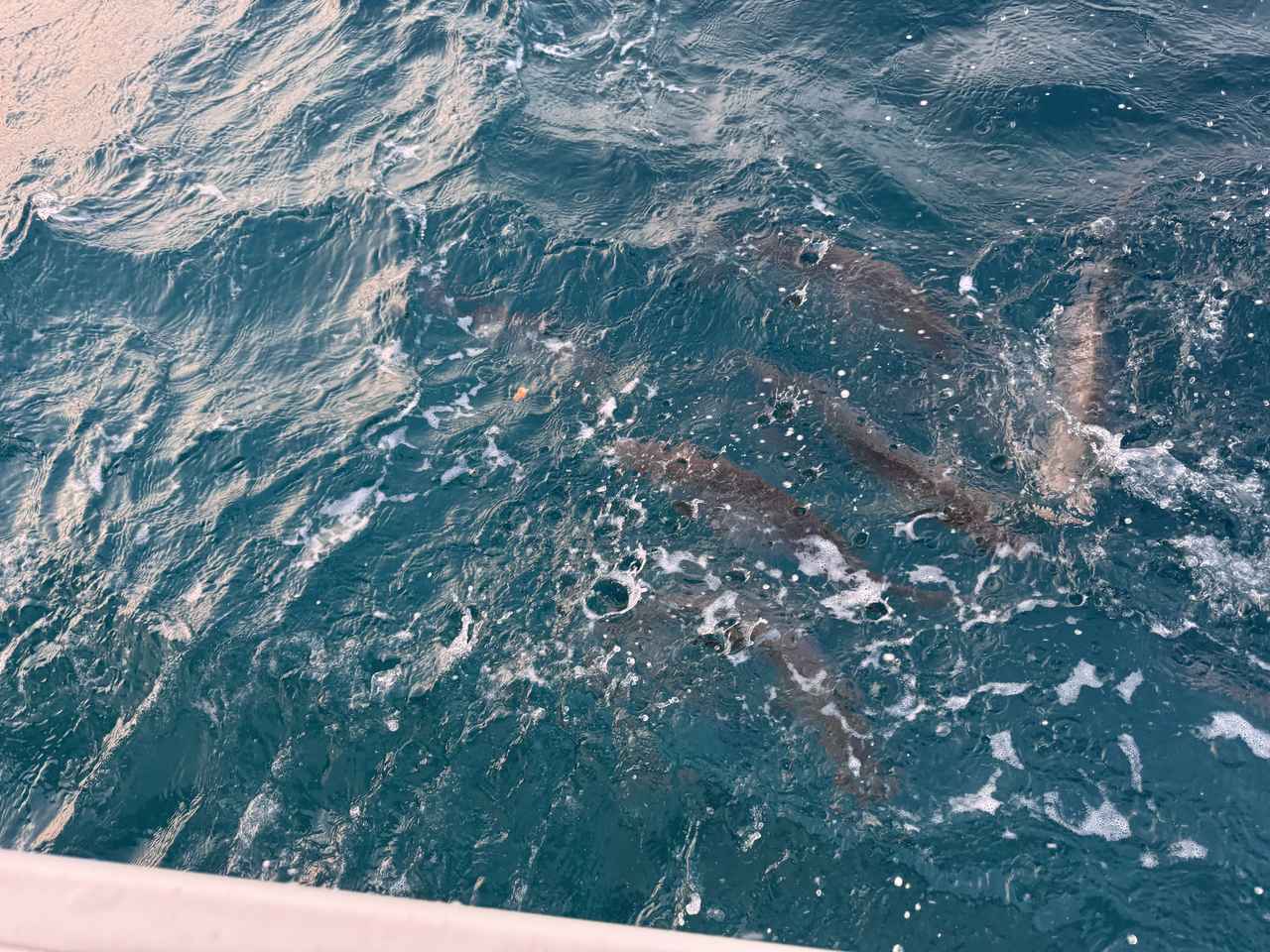 画像2: 東シナ海に沈む夕日を船上で♡優雅なサンセットクルージング体験